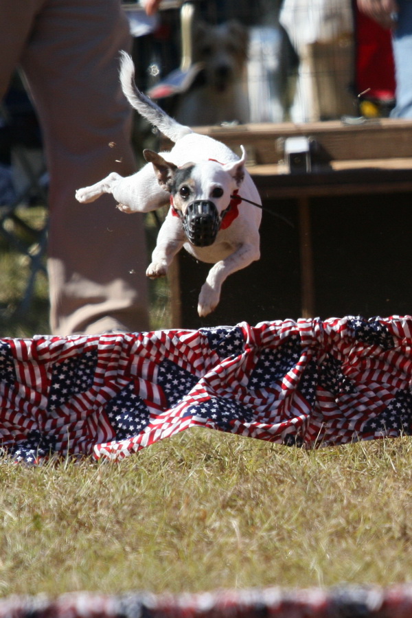 Jack Russell In Flight