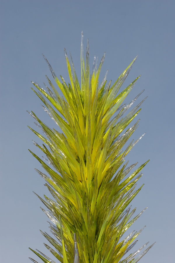 Like a Yucca