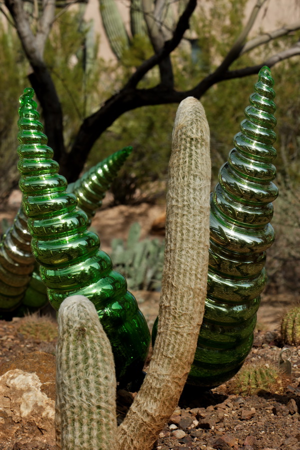Which is a Cactus?