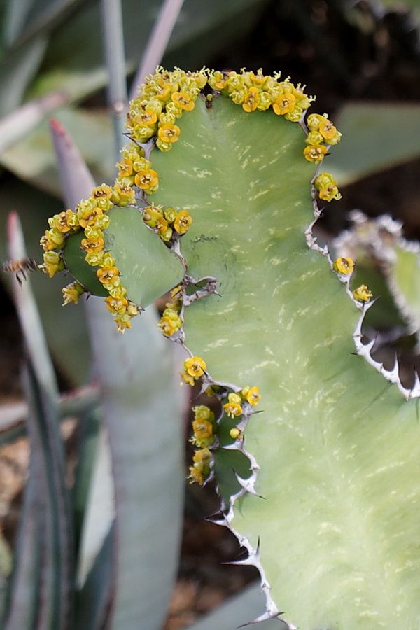 Little Flowers