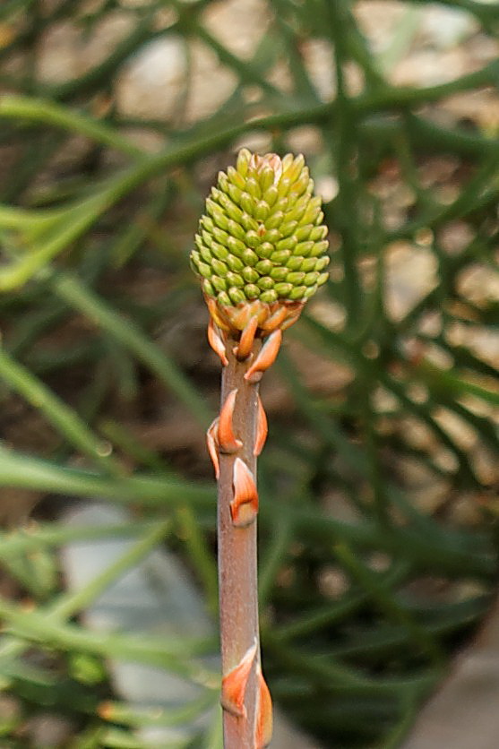 Cactus Pod