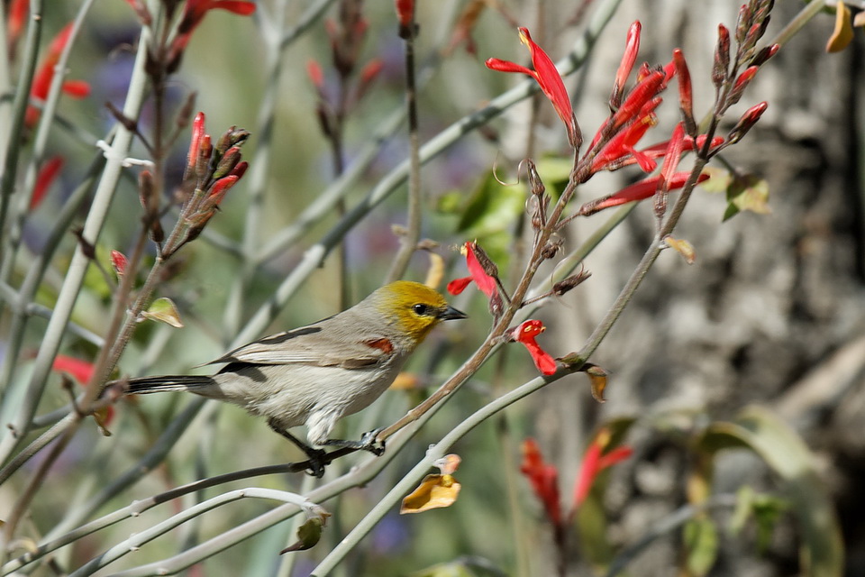 Desert Bird