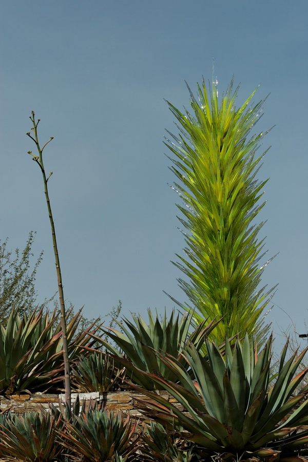 Agave and Glass