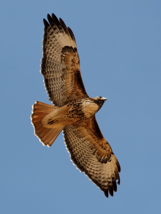 Wings Overhead