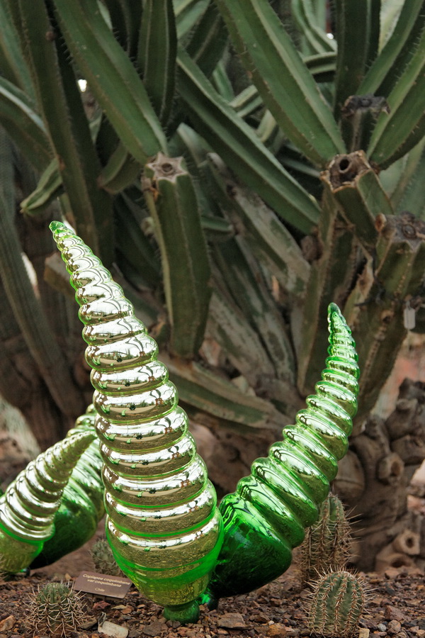 Glass Cacti