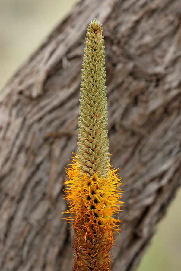 Cactus Stalk