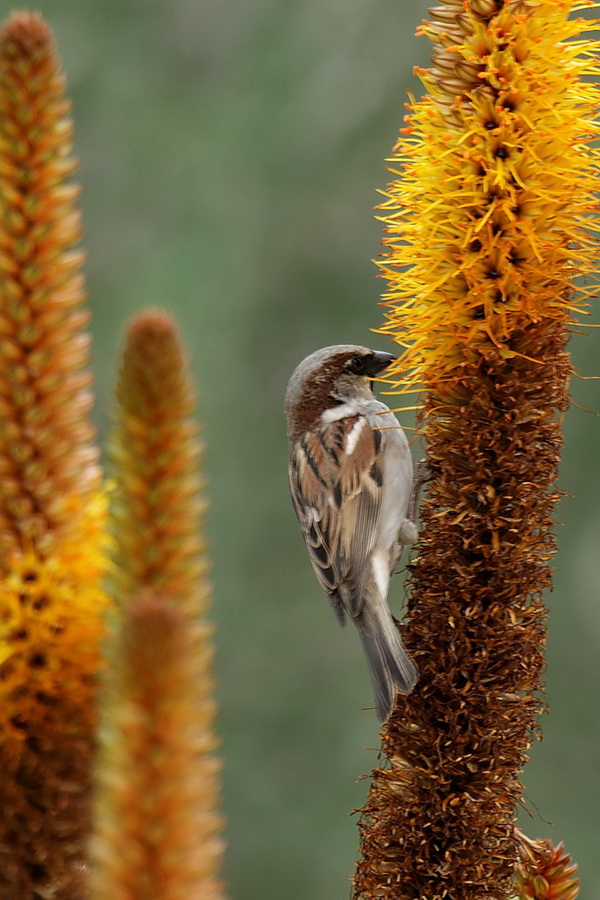 Cactus Dinner