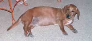 A Chubby Dachshund