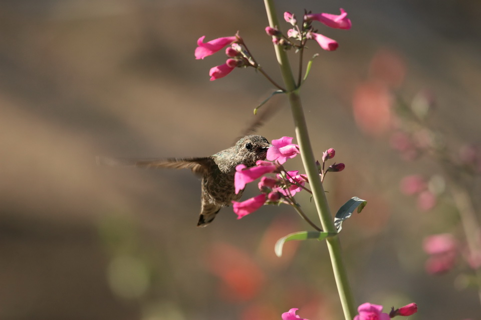 Thirsty Hummer