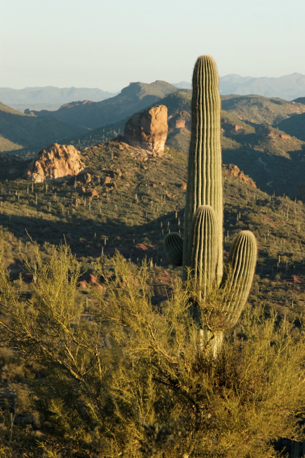 Land of the Saguaro