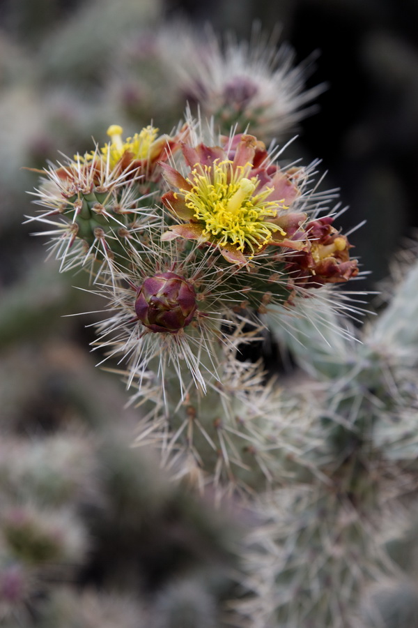 Spiny Flower