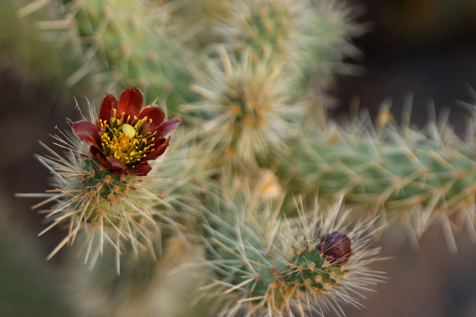 Small Flower in Bed of Spines