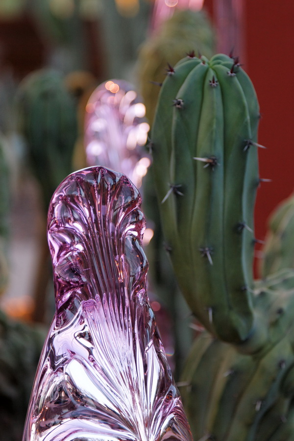 Purple Cactus?