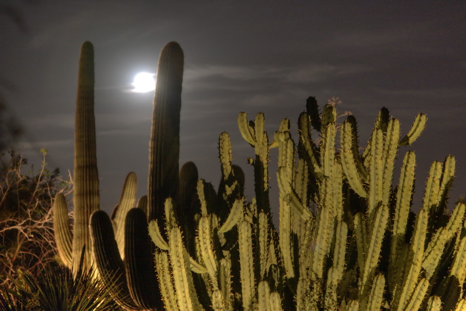 Cactus Moon