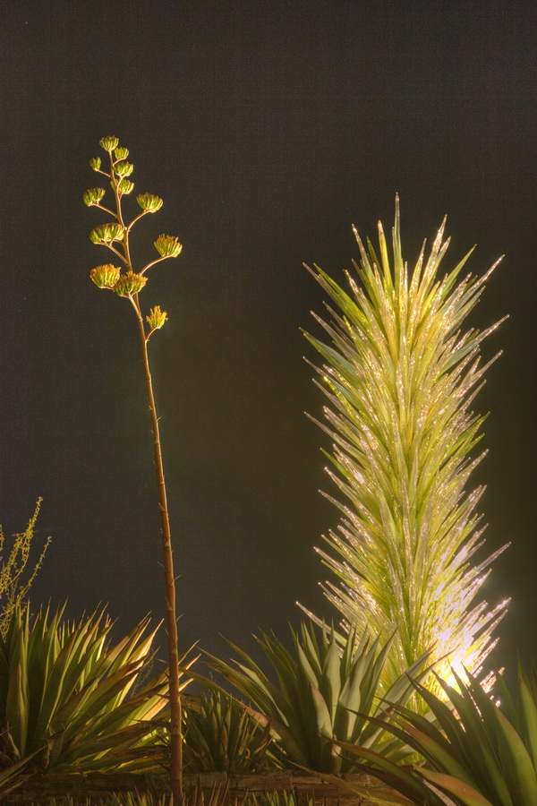 Agave and Blossom Stalk