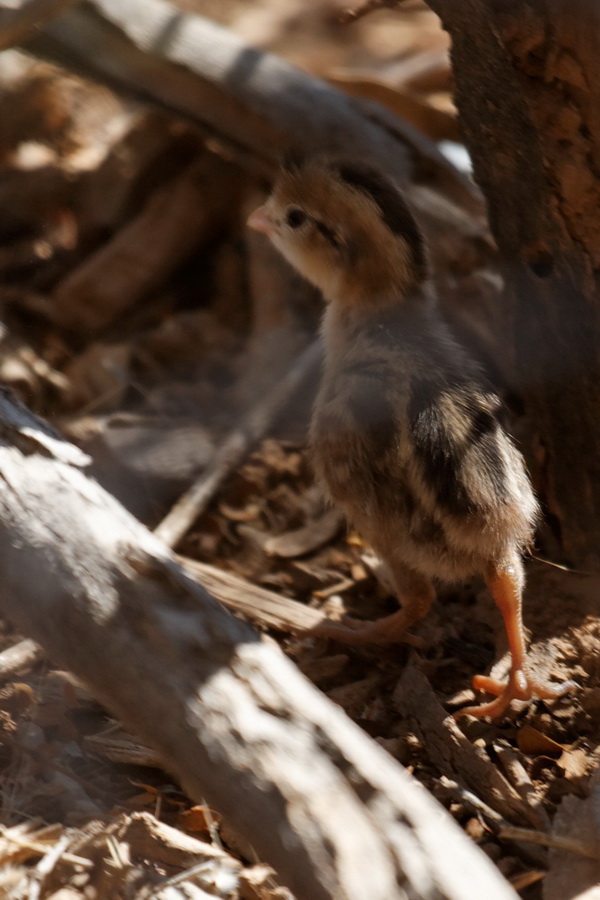 Quail Chick