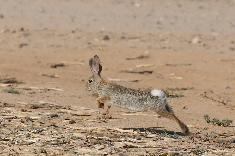 In Flight