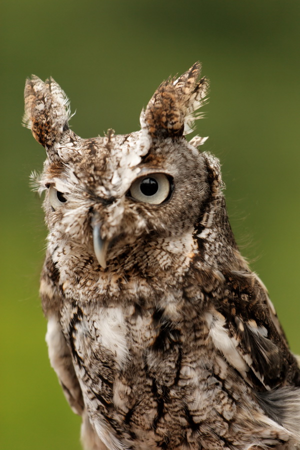 Feather Ears and Sharp Beak