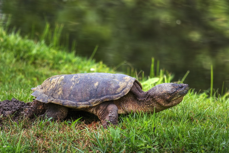 Laying Eggs
