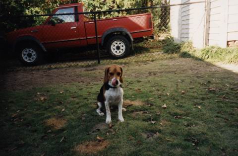 Baileys in the Yard
