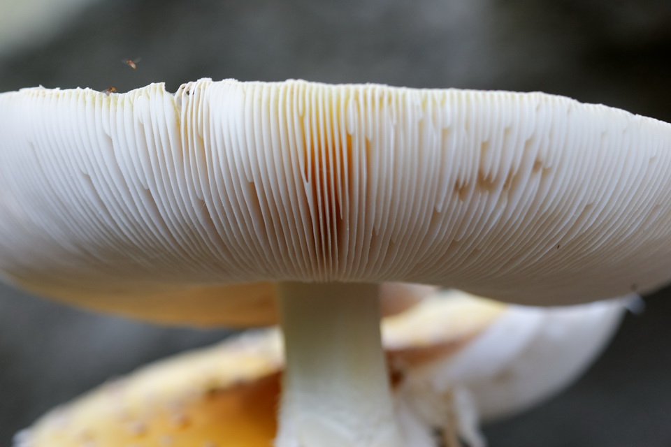 Shroom Gills