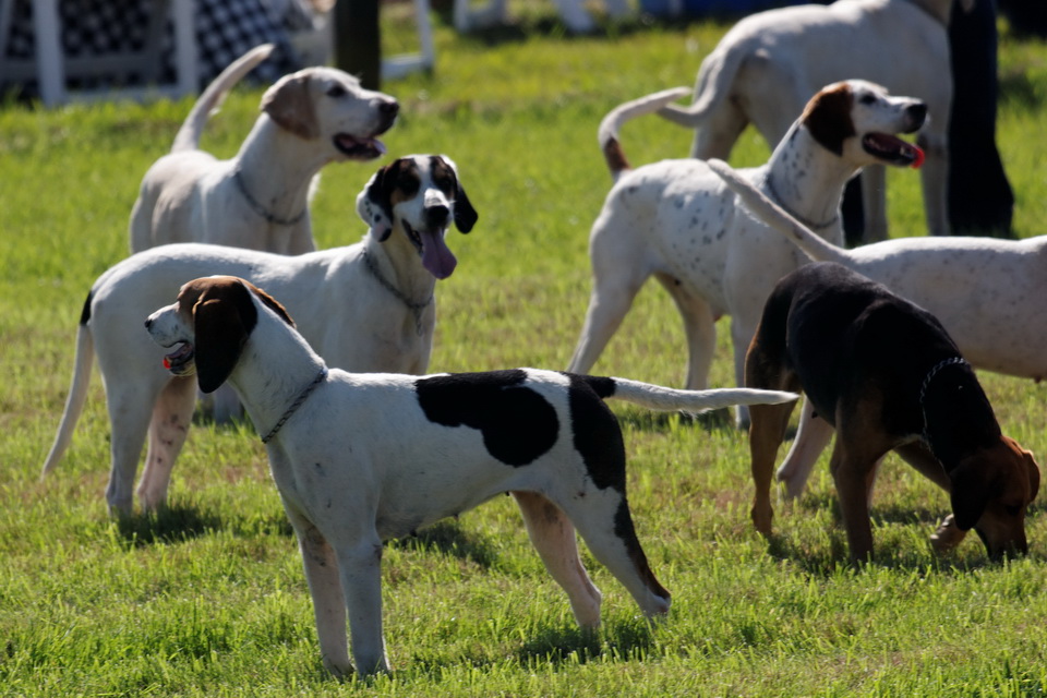 Hunting Pack