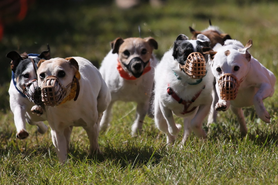 Racing Terriers