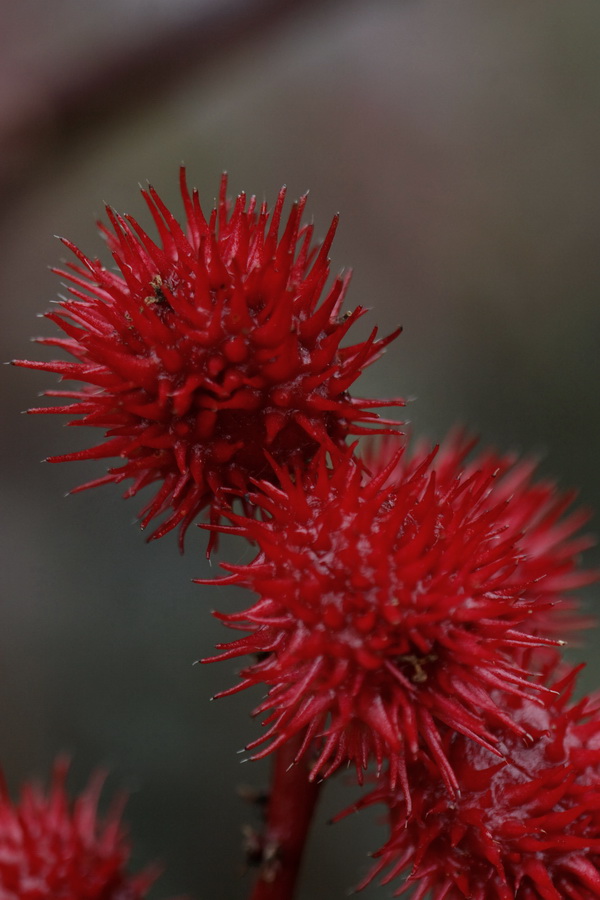 Red Bursts