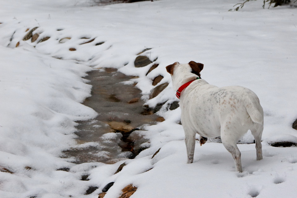 Snow Stream