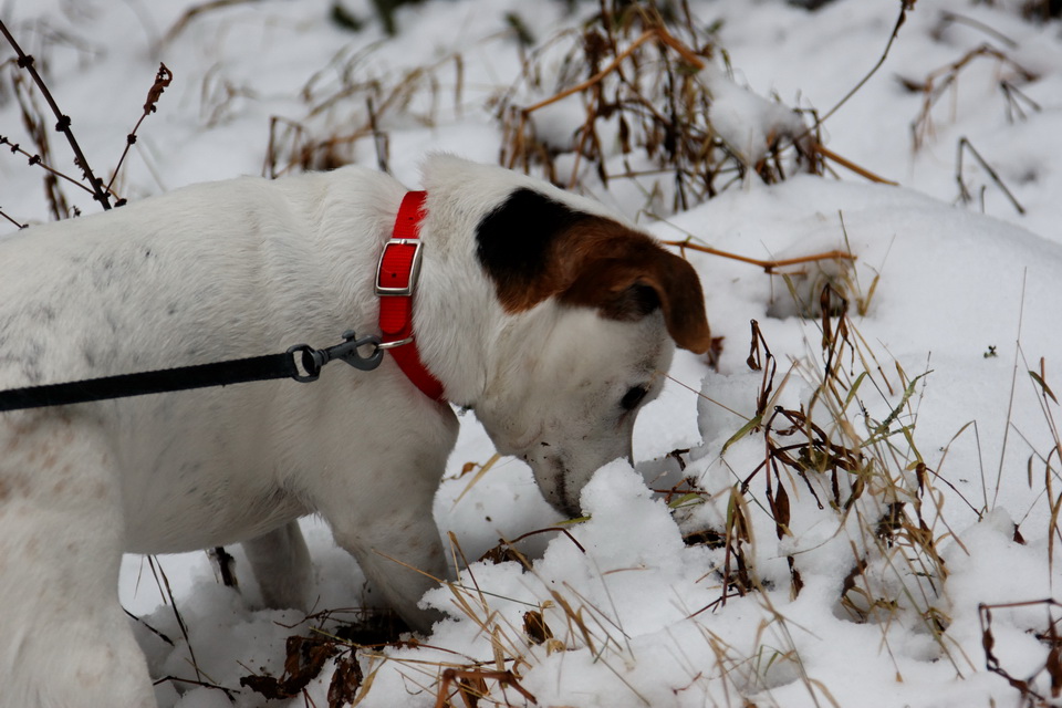 Something in the Snow