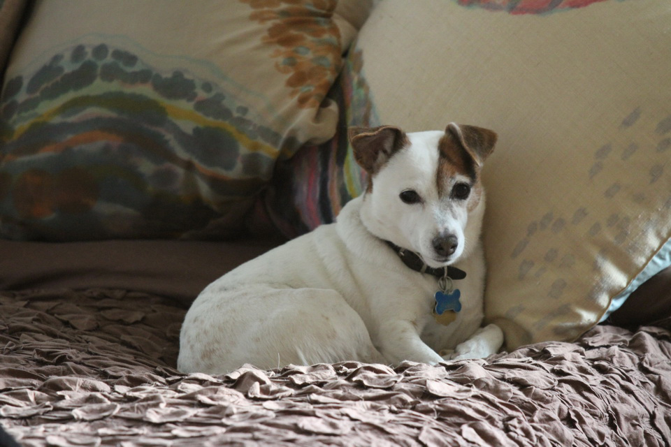 Queen Sweetpea