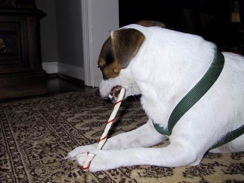 Sweetpea Enjoys a Christmas Treat