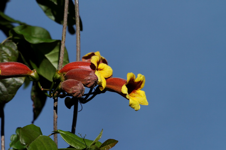 Red Trumpet
