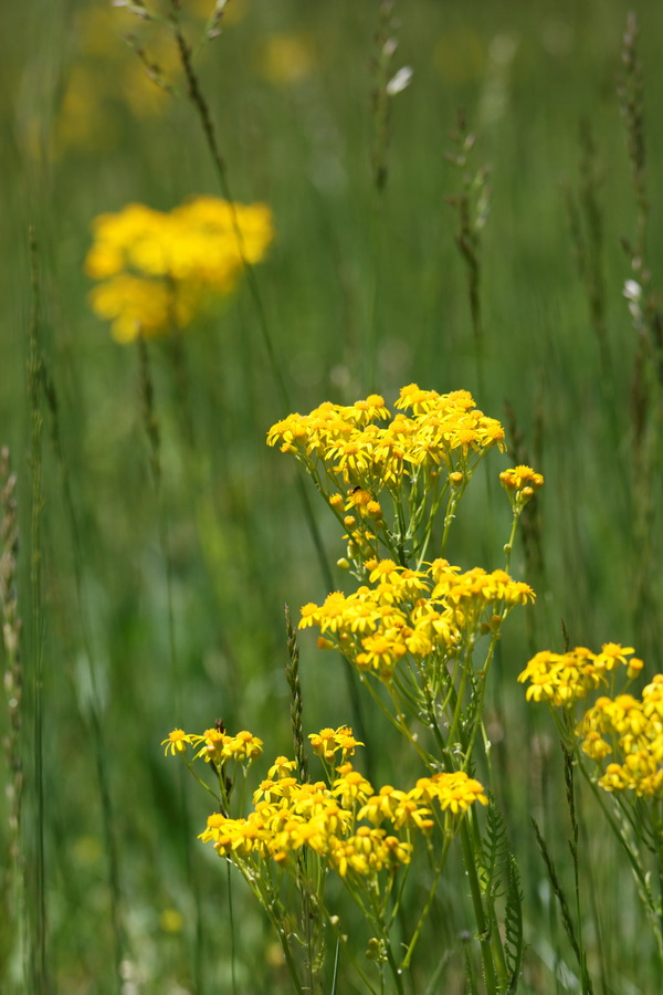 Yellow and Green
