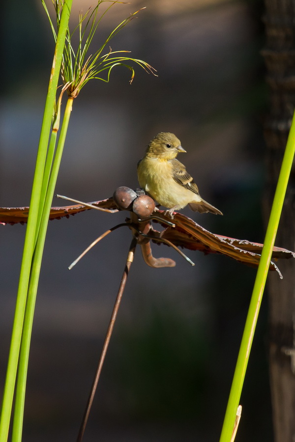 Artful Perch