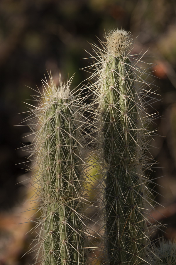 Spiny Couple