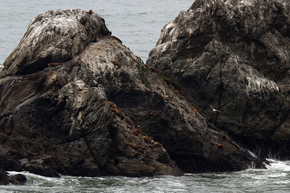 Sea the Seals
