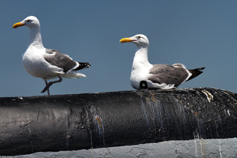On the Dock