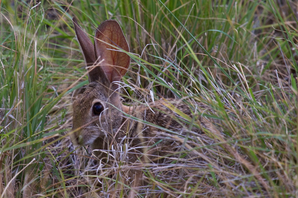 Hiding In the Tall Grass