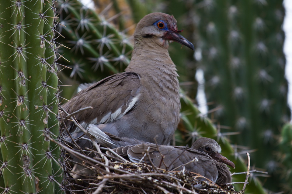 Protective Mom