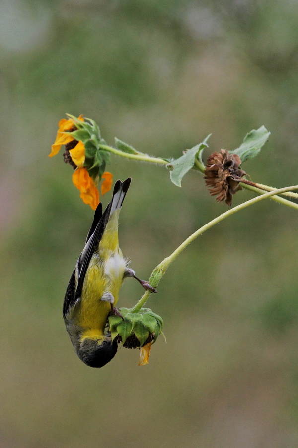 Upside Down Seed