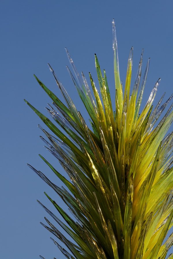 Chihuly Yucca