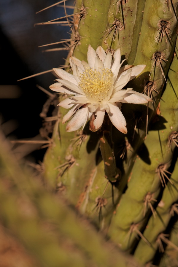Cactus Flower