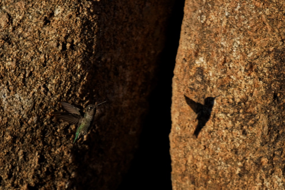 Shadow in Flight