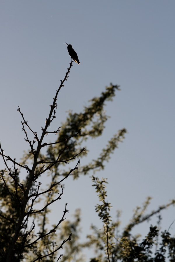 High Perch