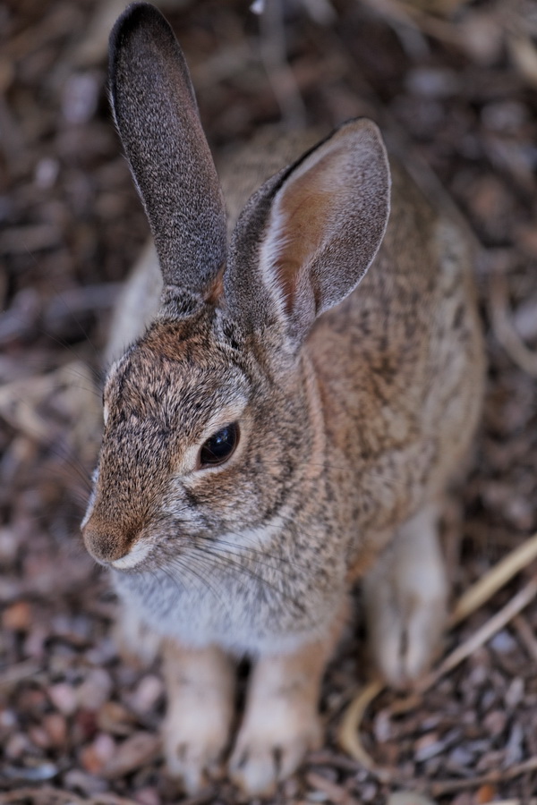 Desert Bunny