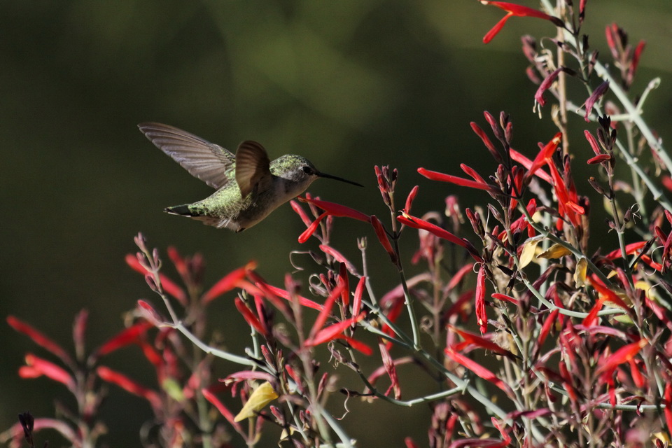 Coming In For Lunch