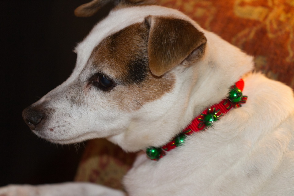 Christmas Collar