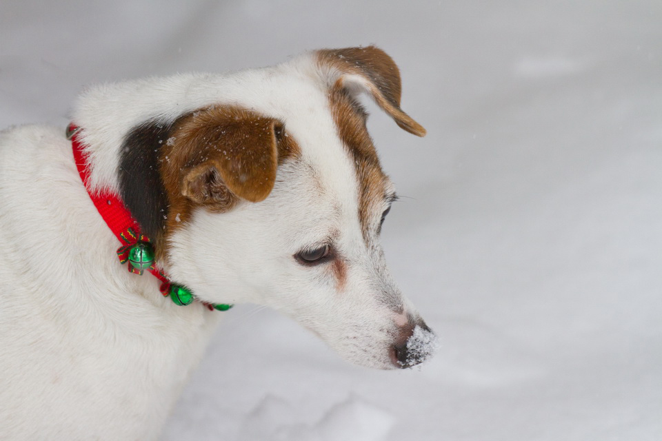 Snow Nose