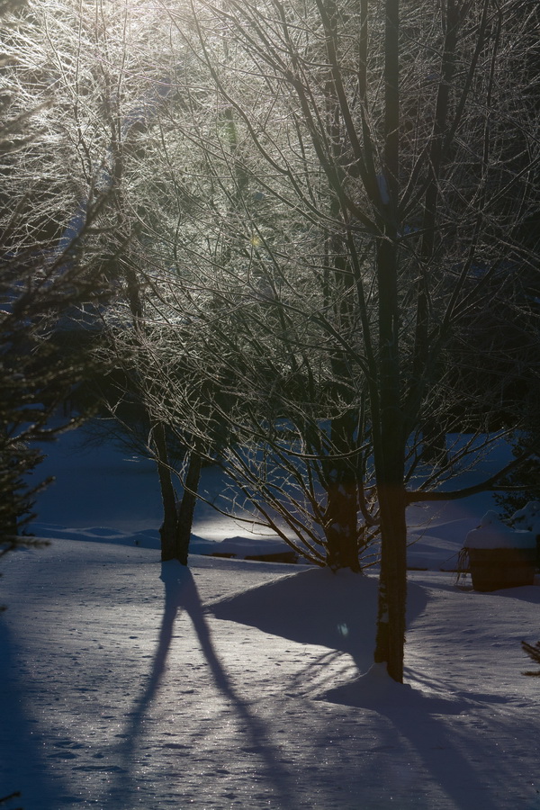 Frosted Trees